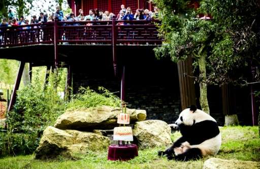 Icy Treat For Panda Stars Birthday In Dutch Zoo