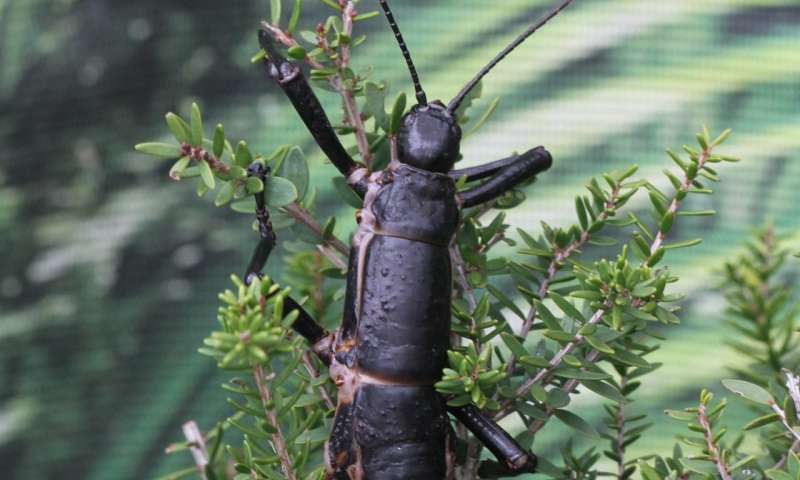 Once declared extinct, Lord Howe Island stick insects really do live