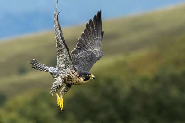 Research Work On Peregrine Falcons Inspires Future Aircraft