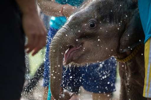 Six month-old baby elephant 'Clear Sky' gets splashed with water as she is cleaned before being lowered into a pool for a hydrot