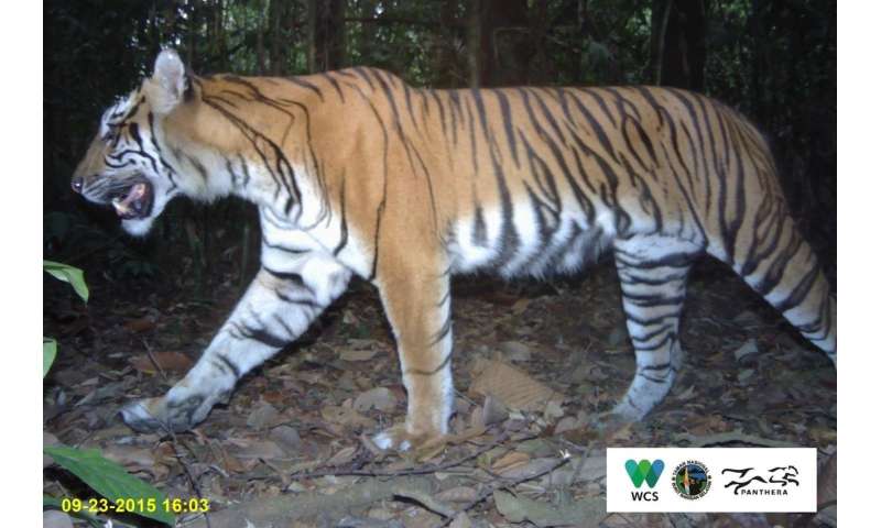 Sumatran Tiger Population Chart