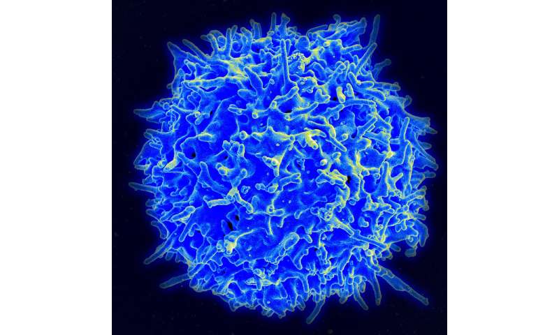 T cell