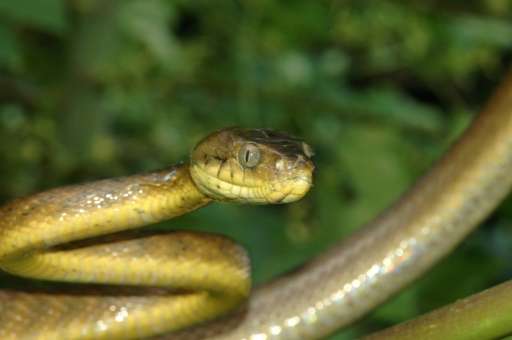 Bird Slaying Snakes Ravage Island Forests Too Study