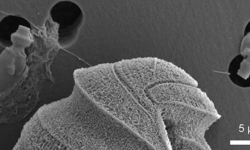 Tiny plankton wields biological 'gatling gun' in microbial Wild West