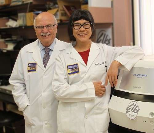 UA researchers to study protein's role in inflammatory bowel disease and colon cancer
