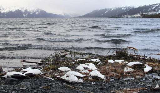 Warm ocean water triggered vast seabird die-off, experts say