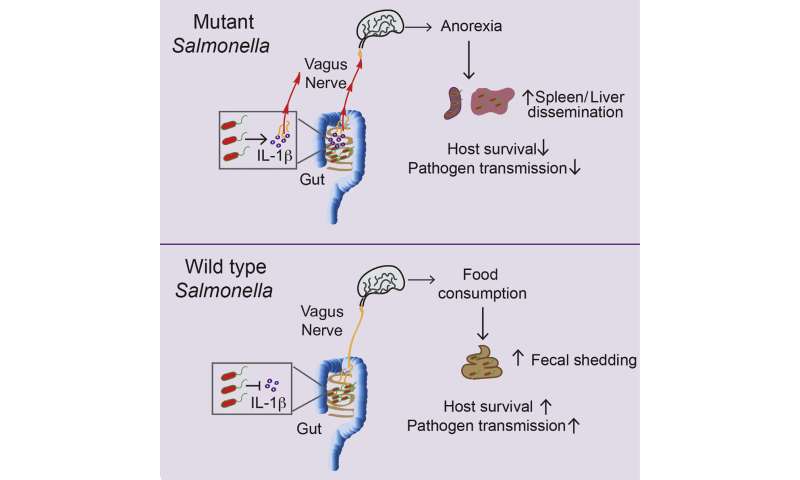 Why Salmonella wants its host to have a healthy appetite