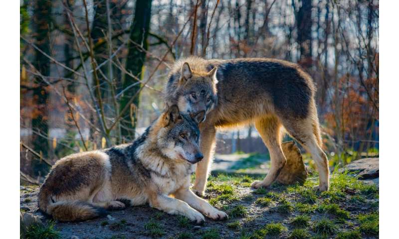 Packs Of Wolf Dog Hybrids Threaten Europes Wolves
