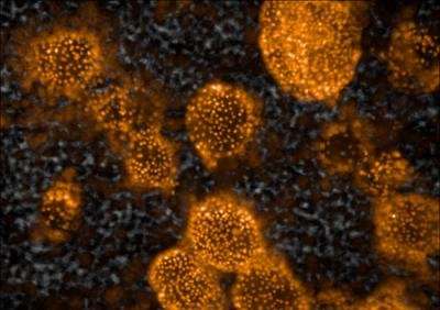 3D liver tissue implants made from human stem cells support liver function in mice