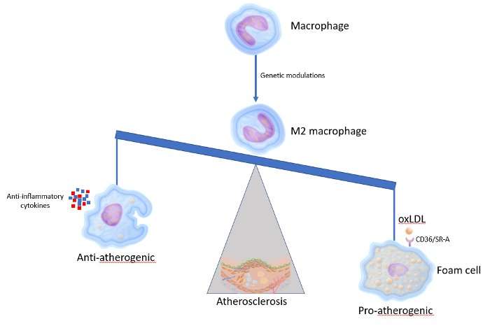 Altering the appearance of macrophages to prevent atherosclerosis