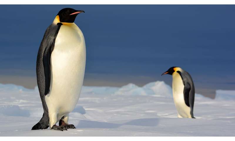 Penguin Temperature Adjustable Heat Medicinal Device Black