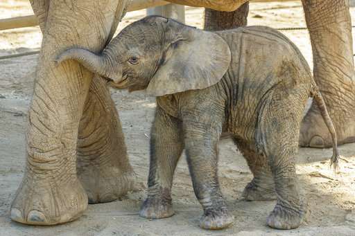 Baby elephant joins herd at San Diego Zoo Safari Park