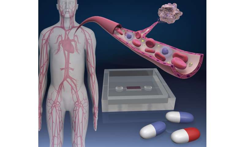 芯片上的血管显示出抗癌药物对人体细胞的作用
