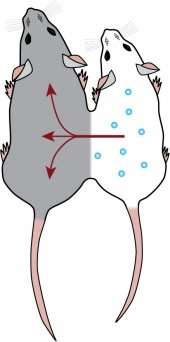 与小鼠脑蛋白联系的“年轻血”的认知益处