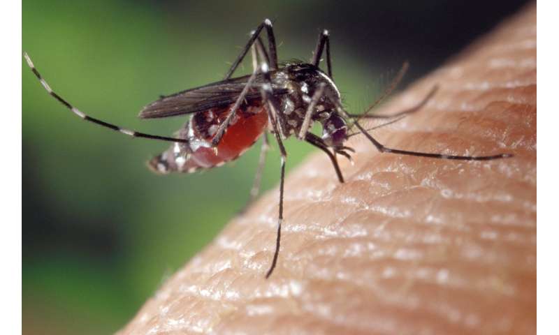 消失的蚊子离开关于基本生态的线索