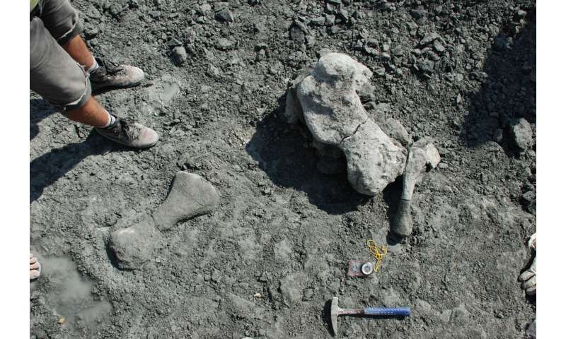 Gigantic mammal 'cousin' discovered