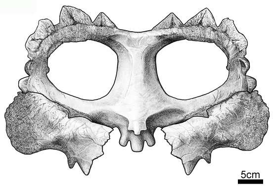Horned dinosaur Crittendenceratops discovered in arizona
