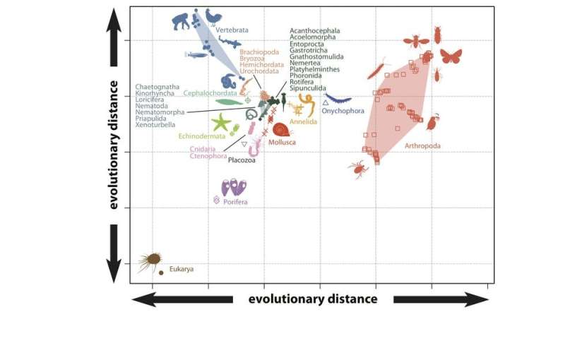 Animal Phyla Comparison Chart