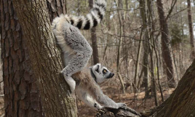 Lemurs can smell weakness in each other