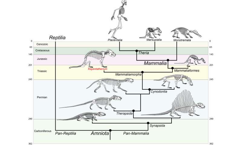 Mammal forerunner that reproduced like a reptile sheds light on brain ...