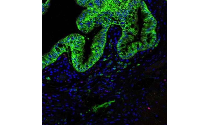 Stem-cell niche for 10 billion colon cells a day