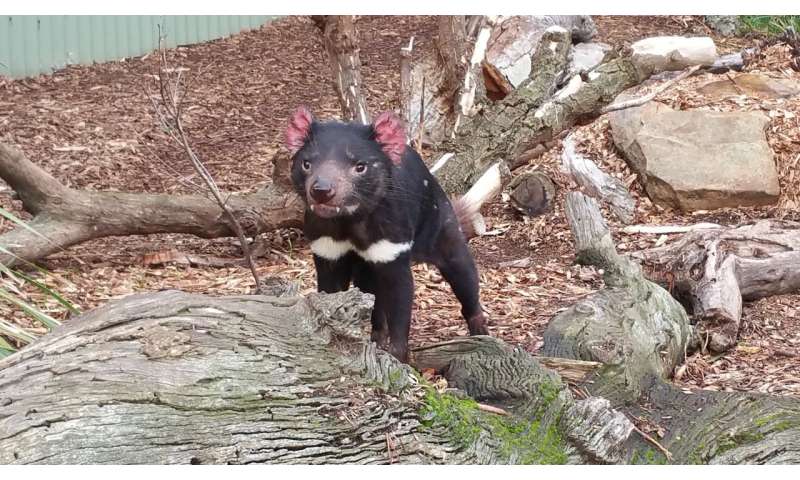 Stem cell research provides hope for tasmanian devils with a deadly, transmissible cancer