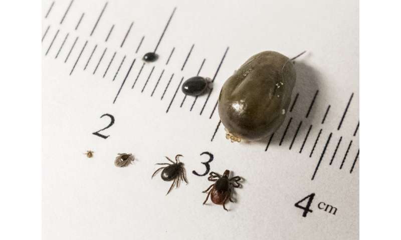 Study of tick-borne disease dynamics could thwart future outbreaks