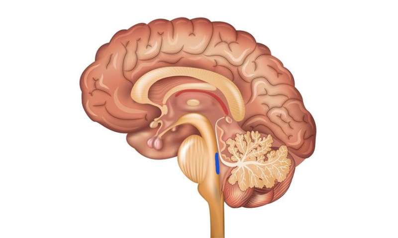 大脑的小区域负责整理压力记忆