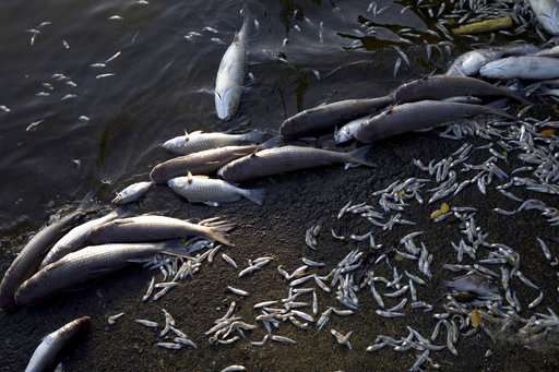 Tons of dead fish wash up in Rio de Janeiro lagoon