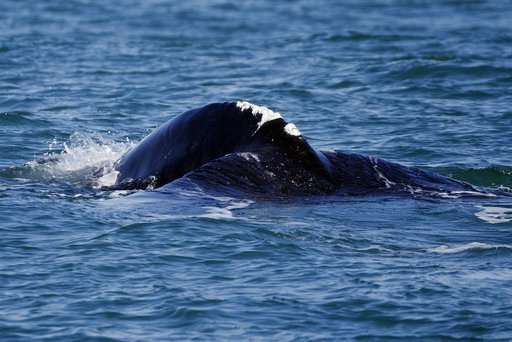 As whales fade, movement they spawned tries to keep up hope