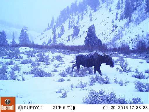 Hidden cameras offer unique glimpse of animals in the wild