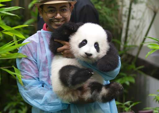 Baby panda born in Malaysia zoo makes public debut