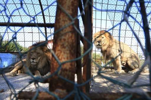 False 'malnourished' report prompts Albania zoo closure