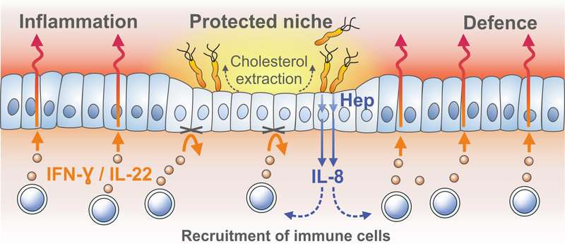 Helicobacter creates immune system blind spot