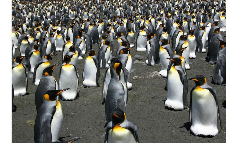King penguins may be on the move very soon