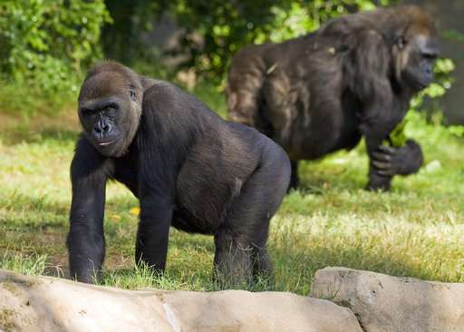 One of world's oldest gorillas dies at San Diego Safari Park