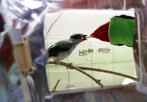 Prague zookeepers use puppet to raise endangered magpie