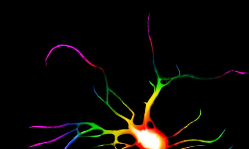 Psychedelic drugs, ketamine change structure of neurons