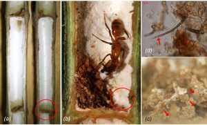 Taking a piece of home with you: Farming fungi in a new Azteca ant colony