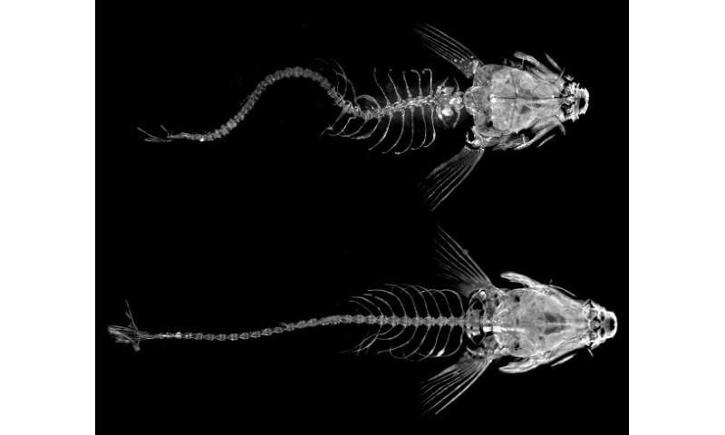 Researchers discover an immune response associated with the development of idiopathic scoliosis (IS) in zebrafish