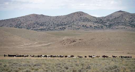 Drought forces emergency measures for US West's wild horses
