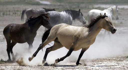 Drought forces emergency measures for US West's wild horses