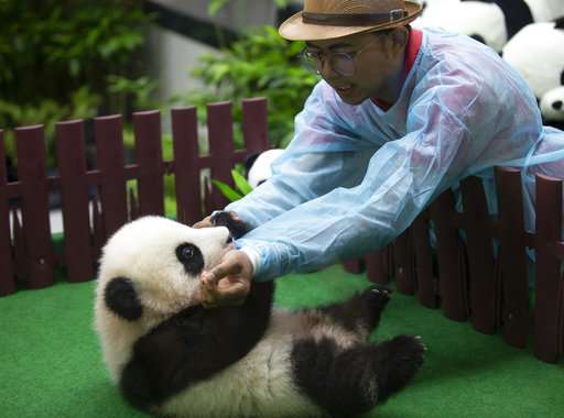 Baby panda born in Malaysia zoo makes public debut