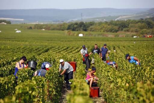 Champagne trying to defeat heat amid another early harvest
