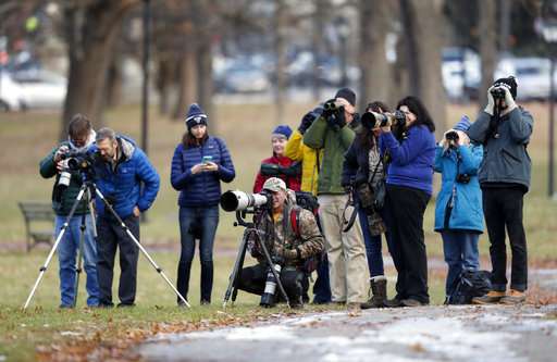 Hawk native to South America wows crowd in Maine park