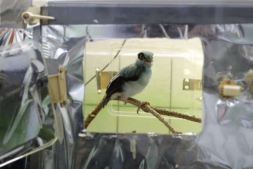 Prague zookeepers use puppet to raise endangered magpie