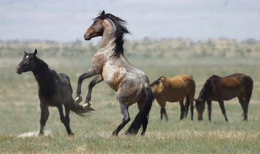 Drought spurs extreme measures to protect West's wild horses