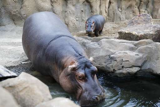Hippo-y birthday to Fiona! The popular preemie is turning 1