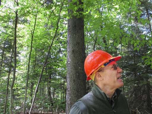 Pollution controls help red spruce rebound from acid rain