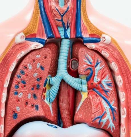 专家说，天然肺部细菌为治疗呼吸道感染提供了线索